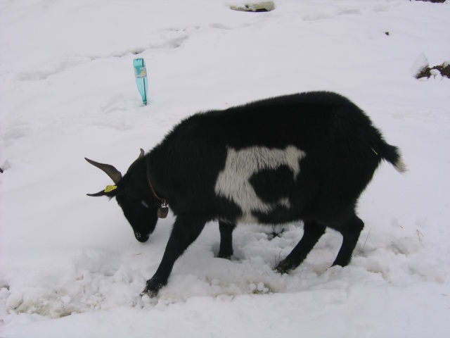 chèvres dans la neige Chavr157