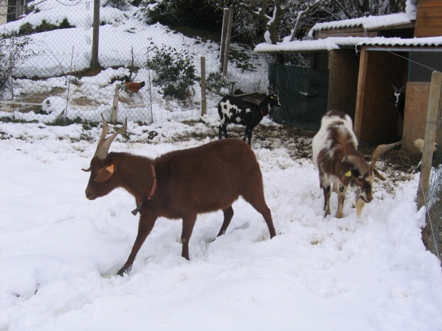 chèvres dans la neige Chavr158