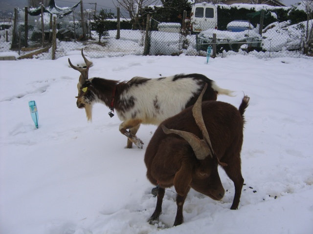 chèvres dans la neige Chavr160