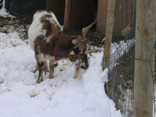 chèvres dans la neige Chavr161