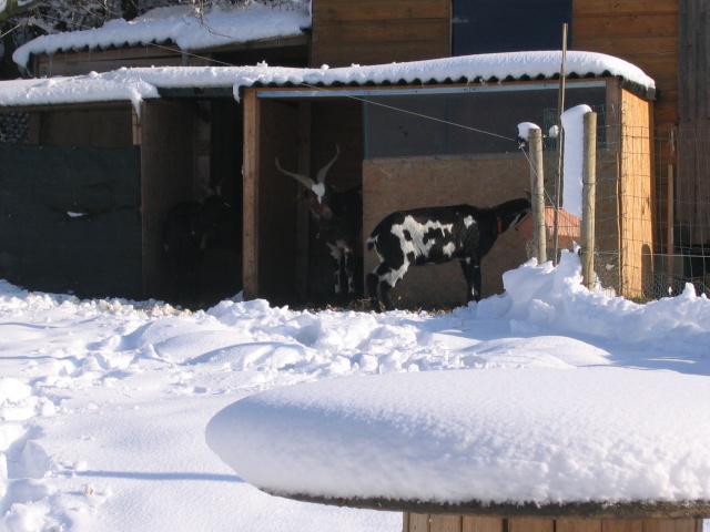 chèvres dans la neige Chavr162