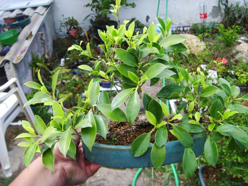 Ficus Tiger Bark estilo "Libre" A_710