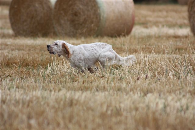 Portée de Setter Anglais à naître Tan_2020