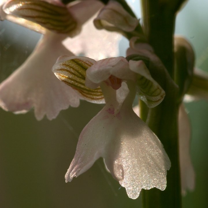 orchidees de charente maritime 29488_11