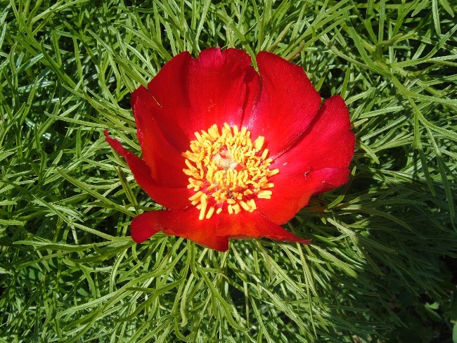 petite photo d'une belle alpine > P. tenuifolia 28475510