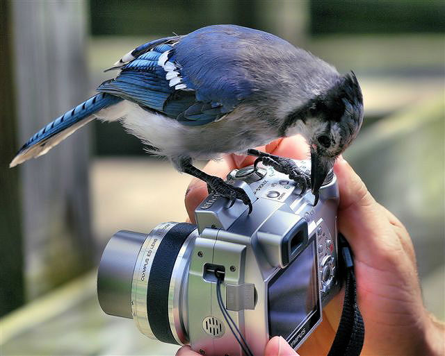 un oiseau bien curieux! 77343510