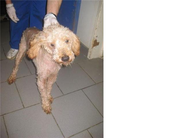 CHARLY x caniche 7 ans en demande d'amour (62) ADOPTE Getatt15