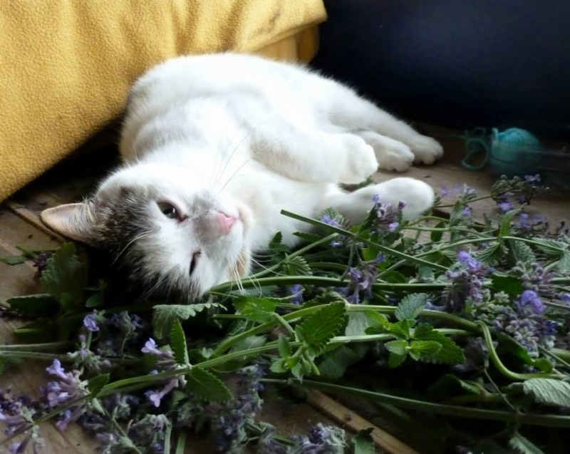 les chats!! - Page 10 10119411