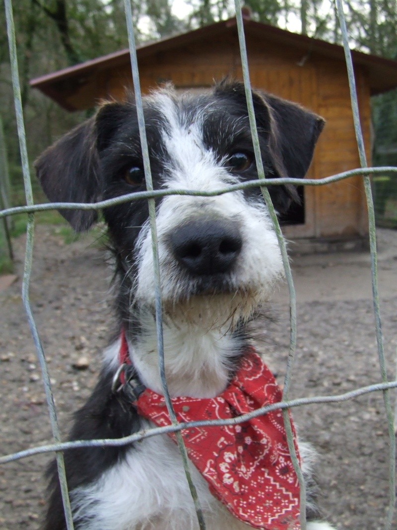 Juanillo, X Terrier de 3 ans (Tabanac-33) 2008_041