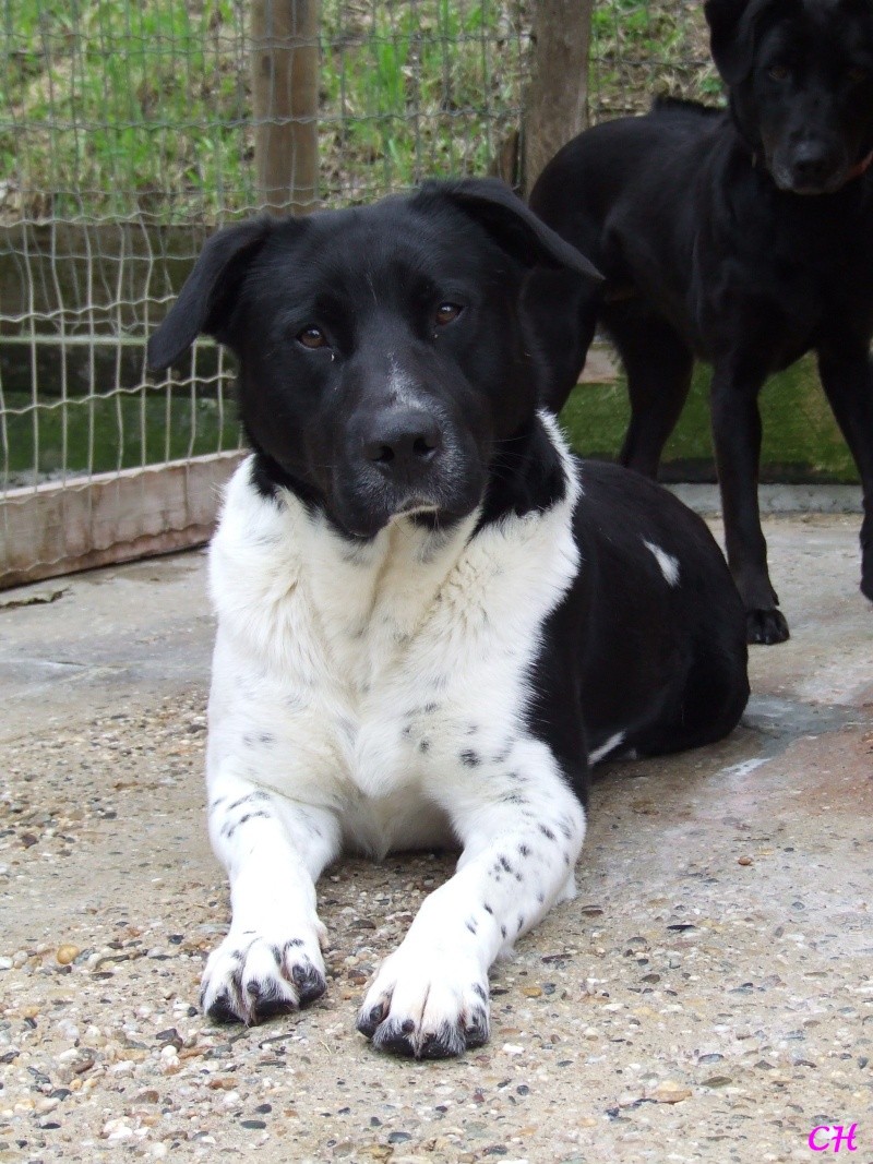 Appolo, magnifique croisé Labrador noir/blanc de 3 ans (Tabanac 33) Appolo10