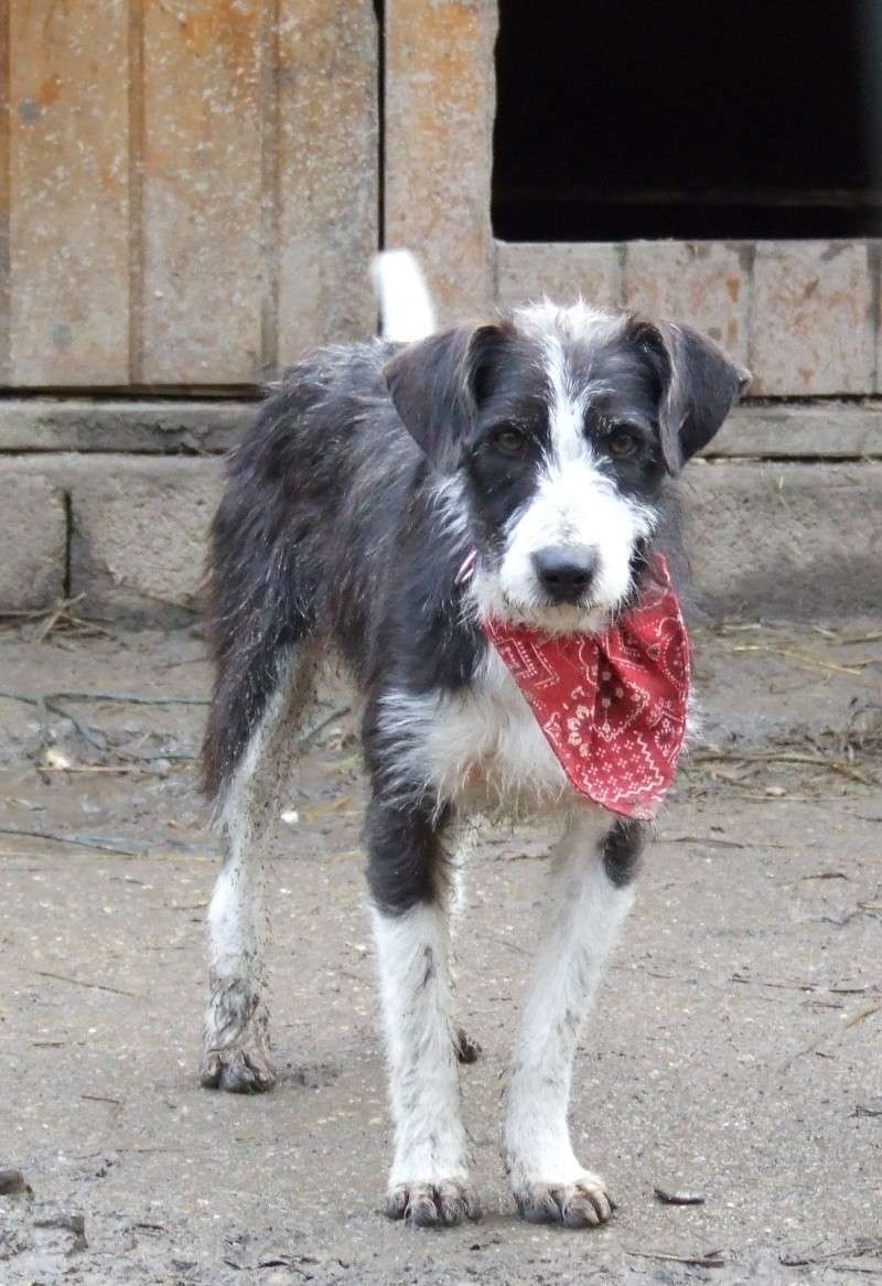 Juanillo, X Terrier de 3 ans (Tabanac-33) Juanil12