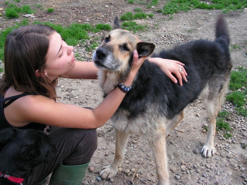 Dakar, type Berger Allemand de 7 ans (tabanac) Pict0114