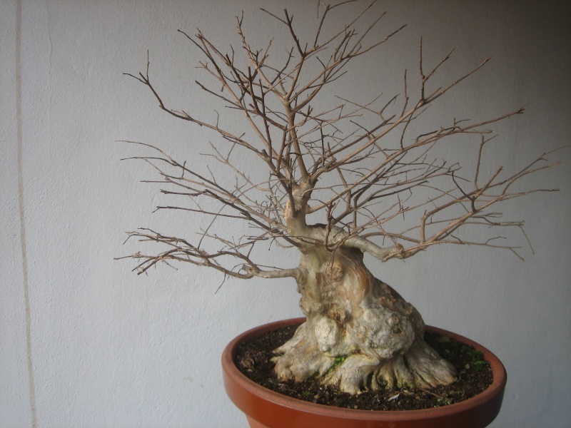Pequeñas evoluciones : Ficus Retusa. - Página 5 Img_8510