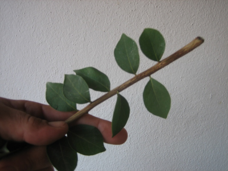 Pequeñas evoluciones : Ficus Retusa. - Página 5 Img_9313