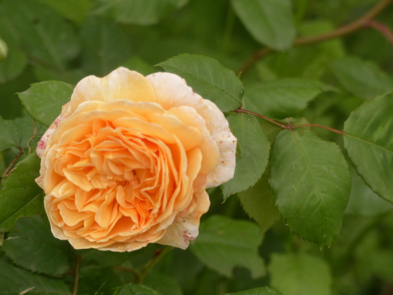 les rosiers 2018 au jardin de l'abbaye P1030846