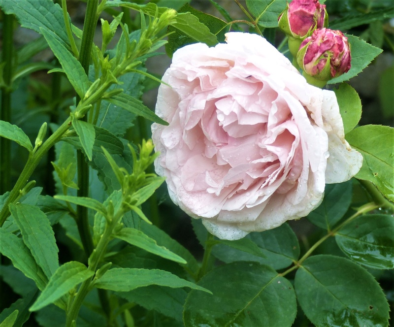 les rosiers 2018 au jardin de l'abbaye P1030848