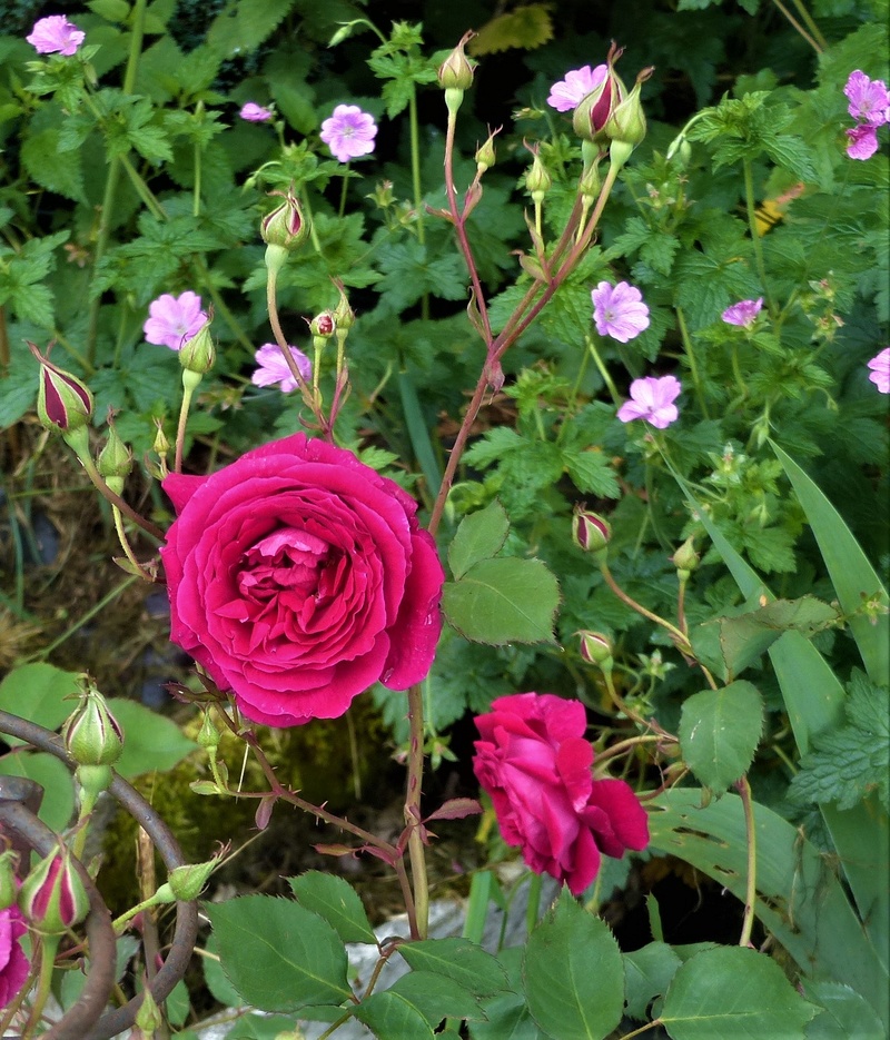 les rosiers 2018 au jardin de l'abbaye P1030854
