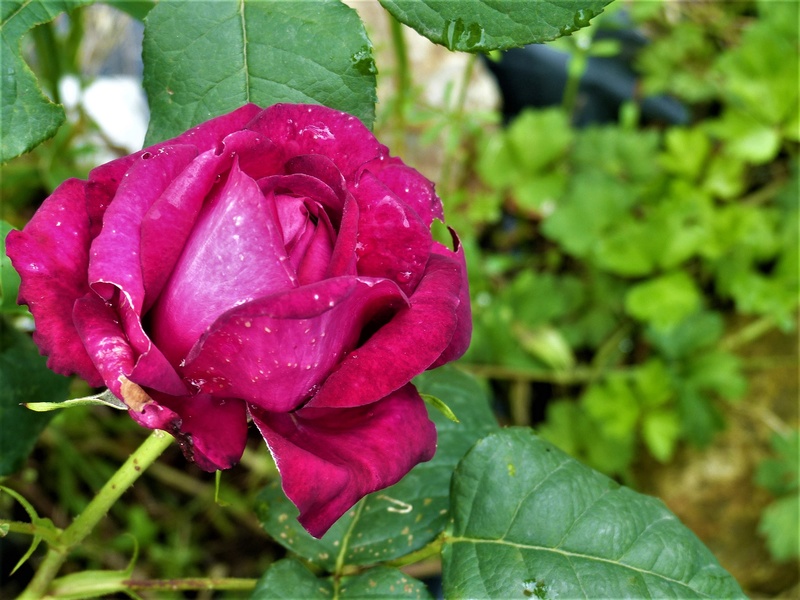 les rosiers 2018 au jardin de l'abbaye P1030855