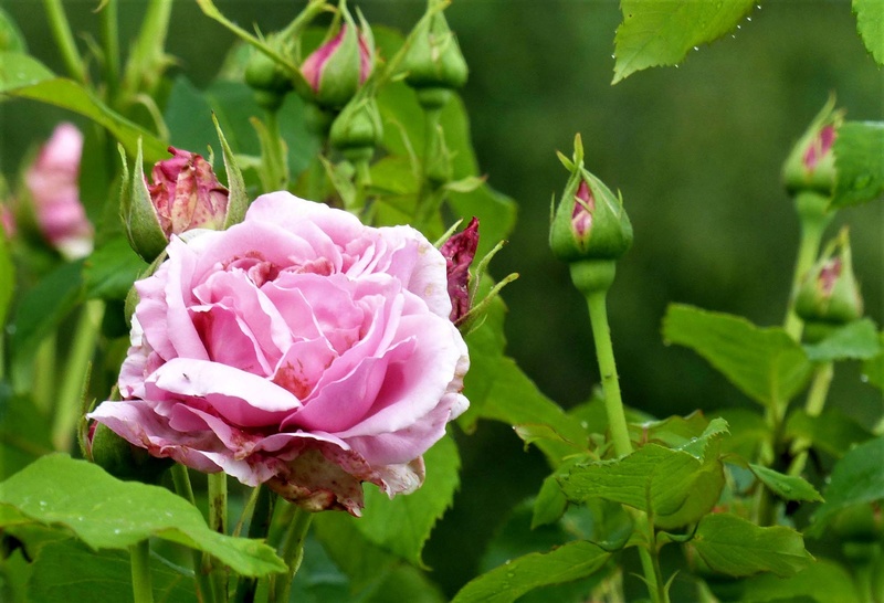 les rosiers 2018 au jardin de l'abbaye P1030856