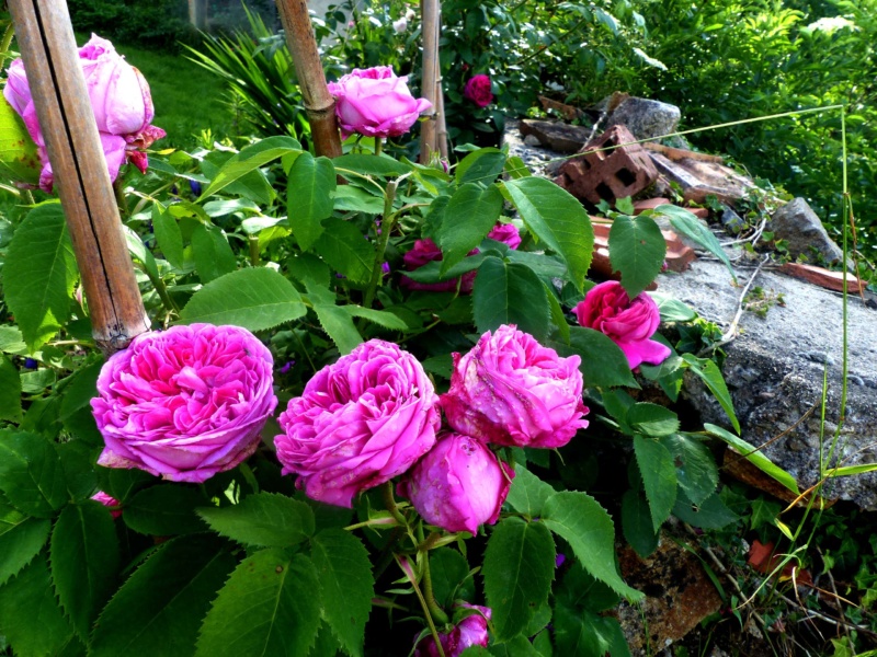 les rosiers 2018 au jardin de l'abbaye P1030957