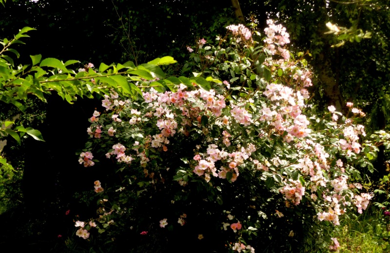 les rosiers 2018 au jardin de l'abbaye P1040126
