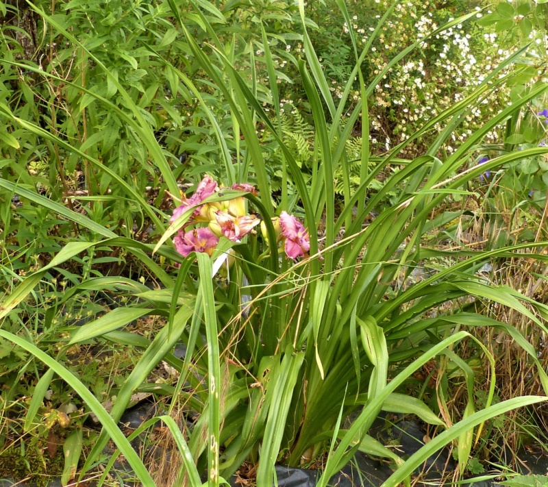 Hemerocalle,Hemerocallis - Page 10 P1040451