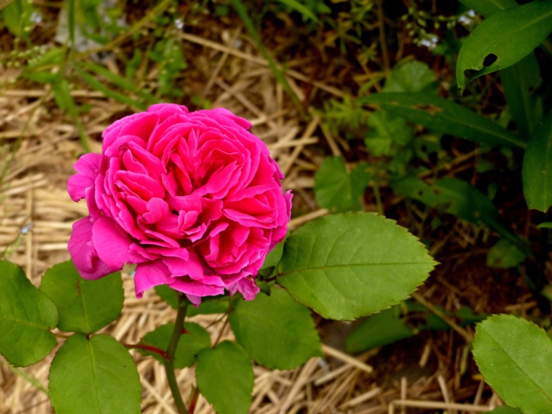 les rosiers 2018 au jardin de l'abbaye Velout10