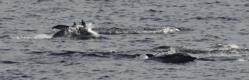 [Delphinus delphis] Identification de dauphins entre La Turballe et Hoëdic Dauphi10