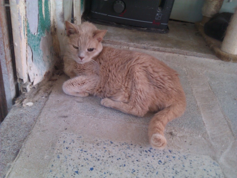 Texas, chat beige de 14 ans - SLPA Amance Imag2114