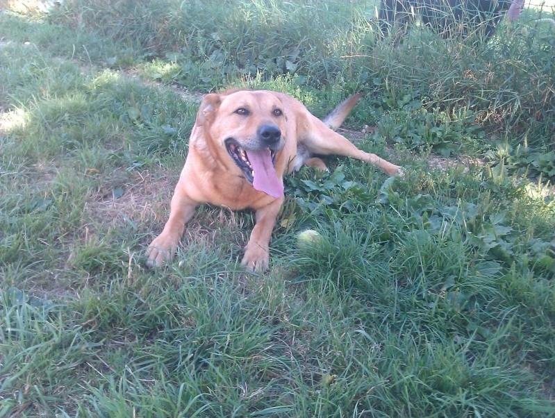 COOL - labrador beige 10 ans  (7 ans de refuge) - SLPA à Amance (54) Imag2117