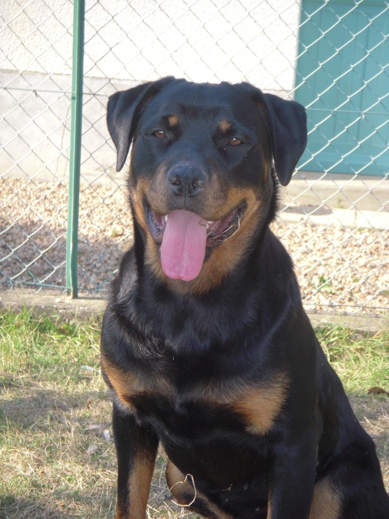 Rottweiler - 1 an et demi - Euthanasie prévue lundi 22 décembre - URGENT ! Rott410