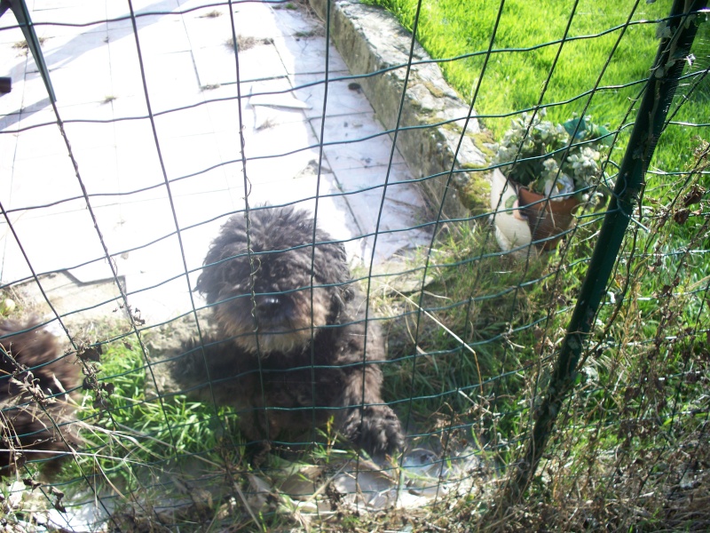 1 M. & 1 F. Caniche/Bichon 7 ans Asso. Rescue-Normandie Salomo10