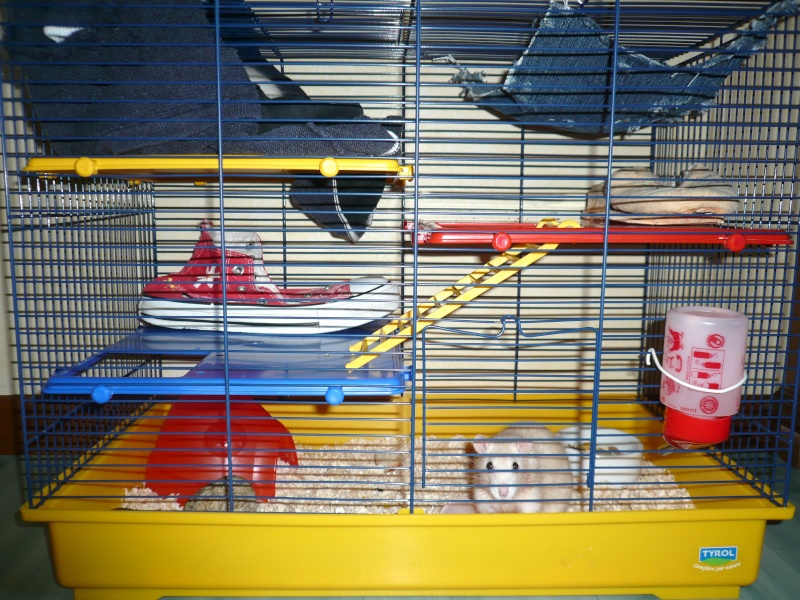 Mes ratounes et leur cage 01410