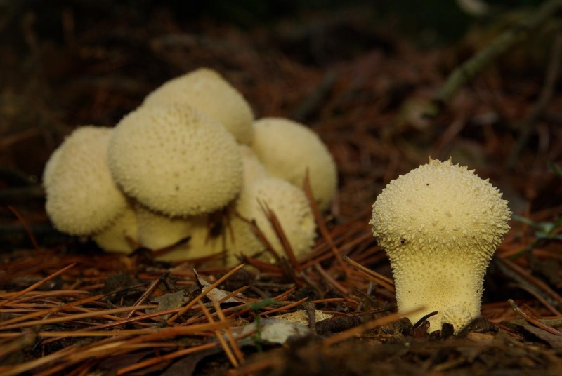 champignons Imgp4610