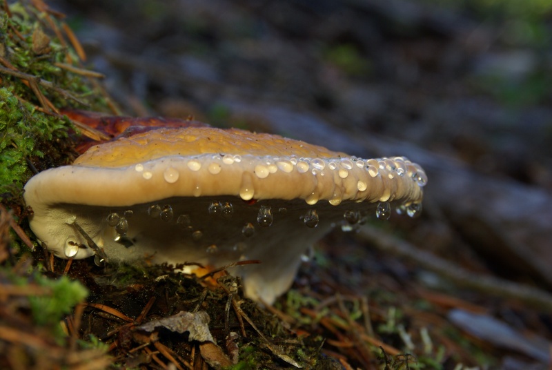 champignons Imgp4816