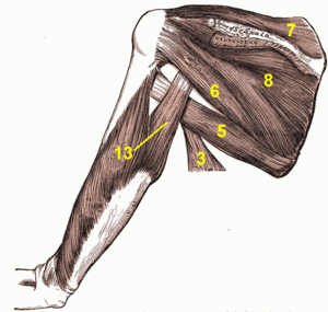 Les blessures en tout genre- PREVENTION/ SOIN/  REHABILITATION - Page 9 300px-10