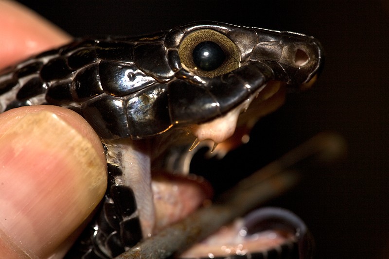 Macroshot of the fangs of a D. typus Boomsl10