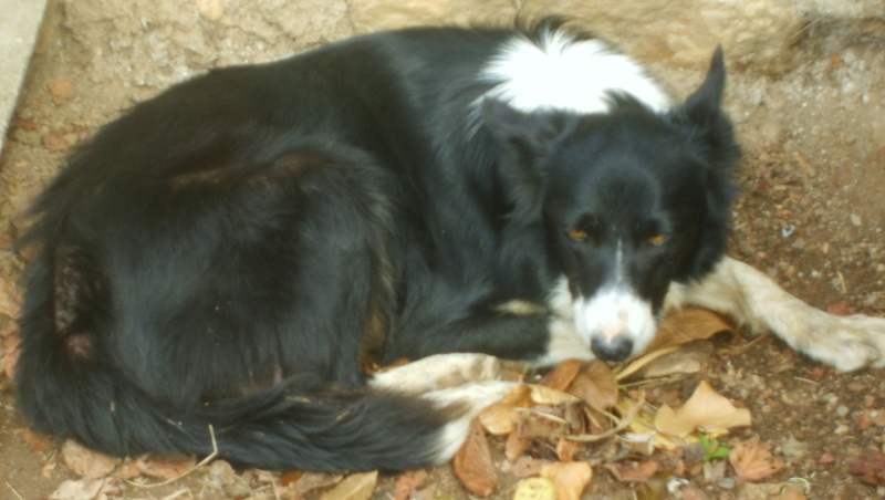 CHIOTS Border Collie non lof Mare10