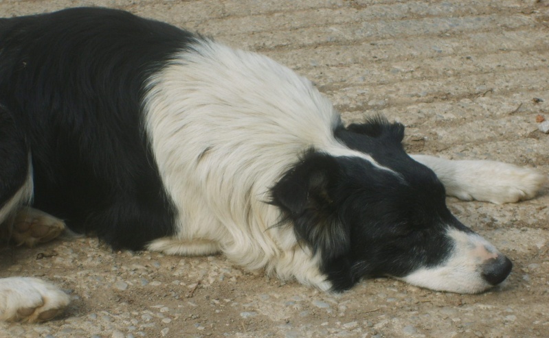 CHIOTS Border Collie non lof Pare10