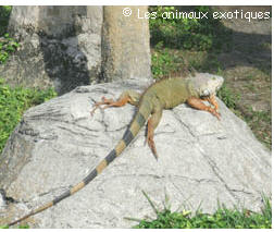 Animaux par ordre alphabetique Iguane10