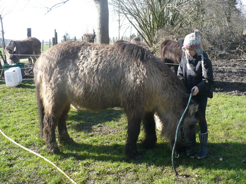 BISCOTTE -  ONC Poney née en 1983 - Protégée GPLV Biscot14