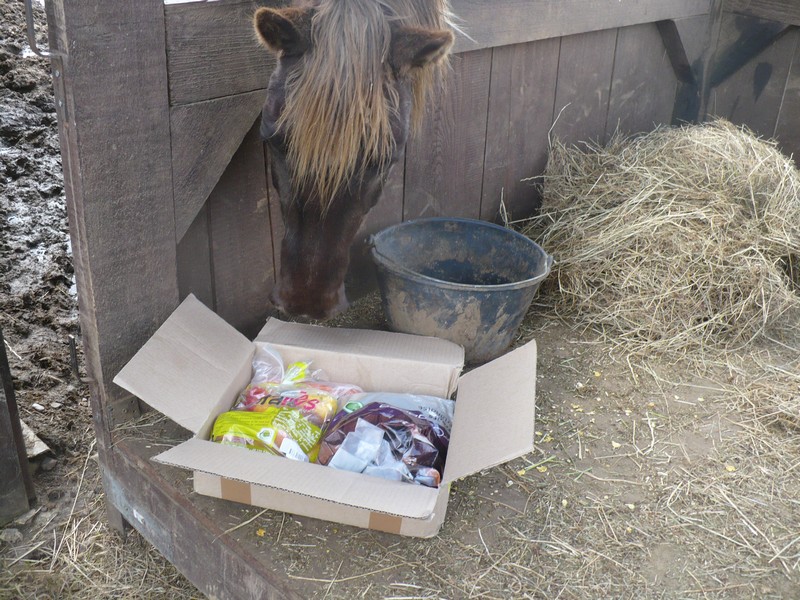 PELIPA - ONC Poney née en 2007 - adoptée en septembre 2014 par Ceed Cadeau11