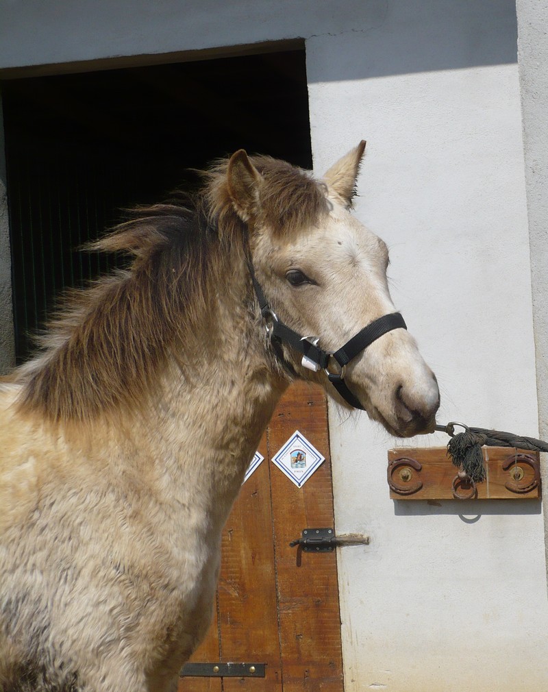 CHADOW - ONC Poney né en 2012 - adopté en septembre 2013 par Charlotte Chadow11