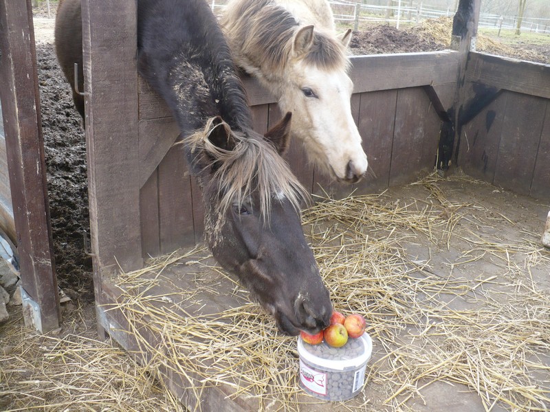 PELIPA - ONC Poney née en 2007 - adoptée en septembre 2014 par Ceed Pelipa15