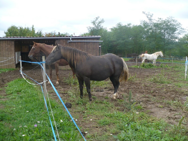 PELIPA - ONC Poney née en 2007 - adoptée en septembre 2014 par Ceed - Page 2 Pelipa39