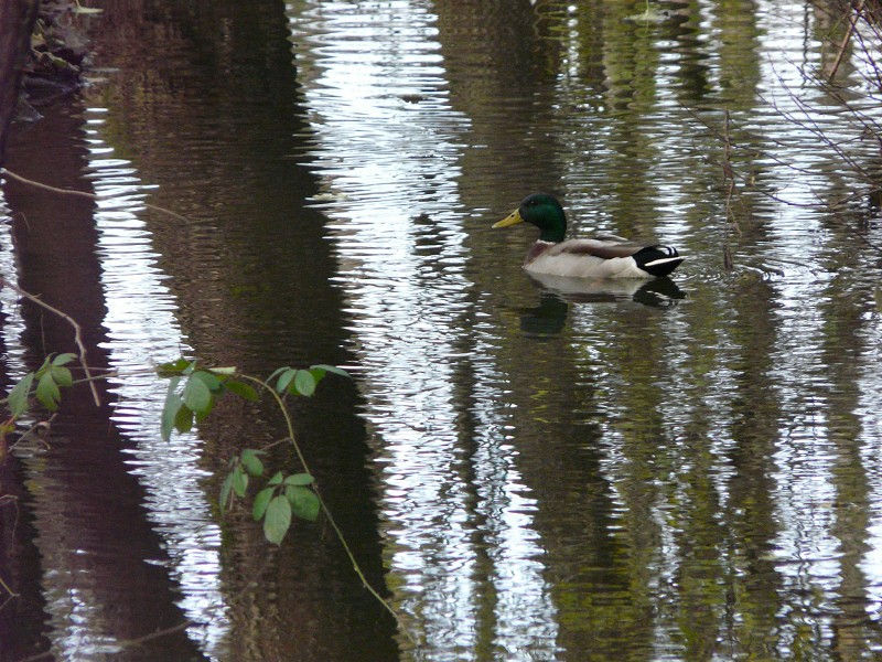 Et le canard... P1070515