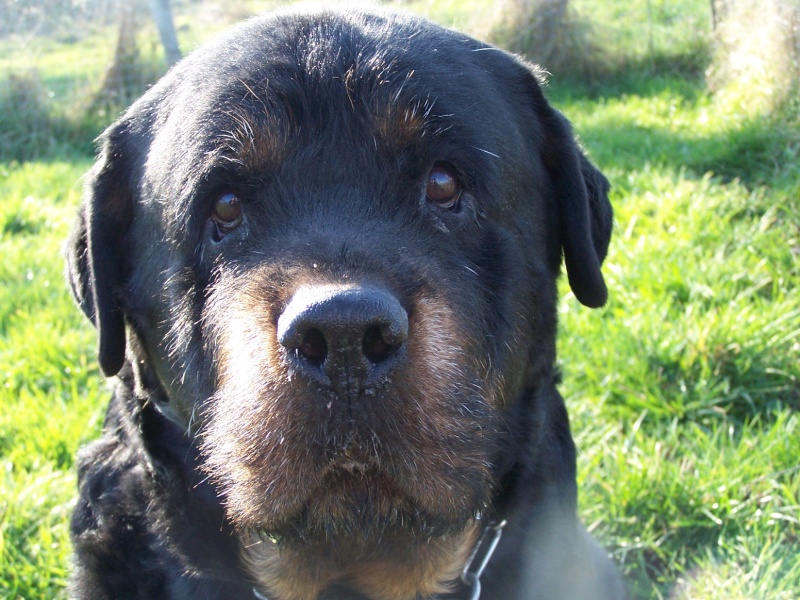 Athos - Rottweiler (61) 100_8011