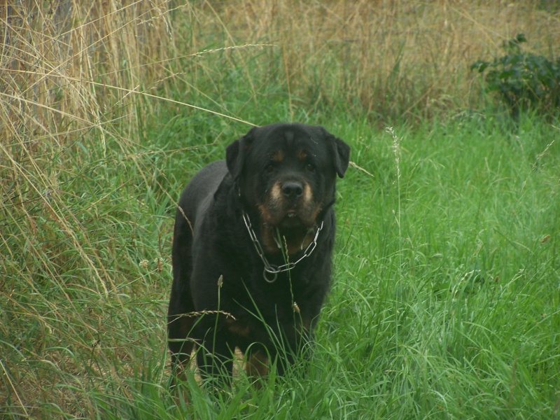 Athos - Rottweiler (61) 100_8810