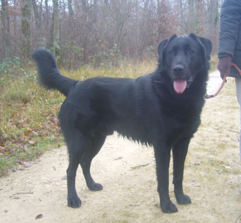 Bruce, Labrador Noir de 2 ans (54) Bruce_10