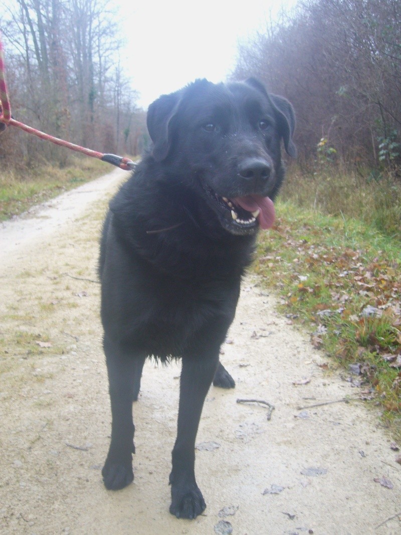 Bruce, Labrador Noir de 2 ans (54) Bruce_11